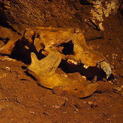Hall with the Skeleton of the Cave Bear.